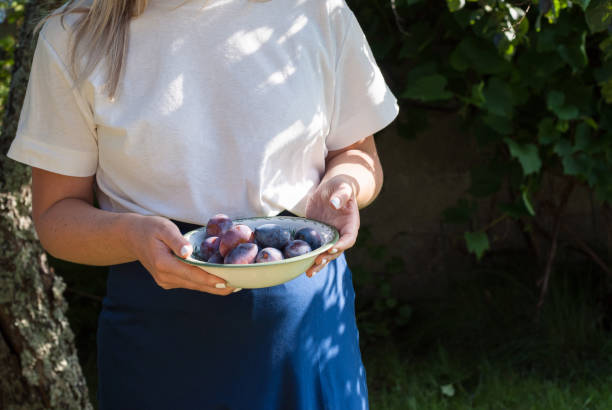 istock Young womans hands holding a bowl of  plums. 1216783111