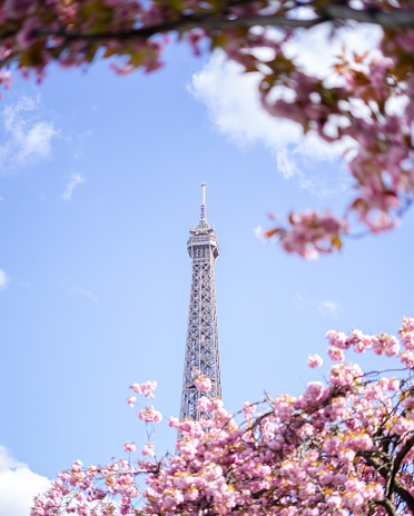 Cherry Blossom in Paris. Every year people from around the world visit Paris in early April for these blossom.