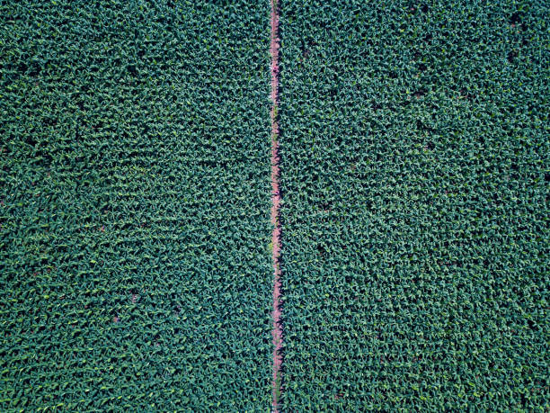 Tropical banana fields crossed with small rural roads Tropical banana fields crossed with small rural roads aerial view banana tree stock pictures, royalty-free photos & images