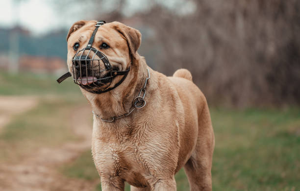 un perro siendo retenido con un hocico - bozal fotografías e imágenes de stock