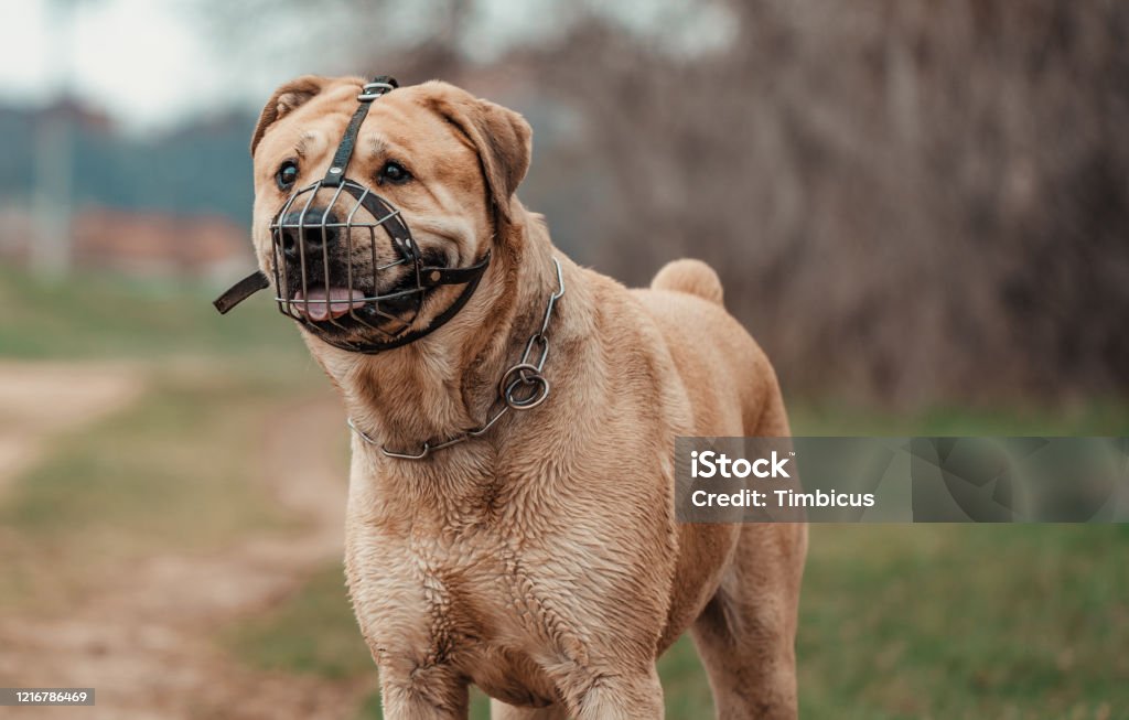 A dog being restrained with a muzzle Dog, Rottweiler, Pit Bull Terrier, Animal, Canine Dog Stock Photo