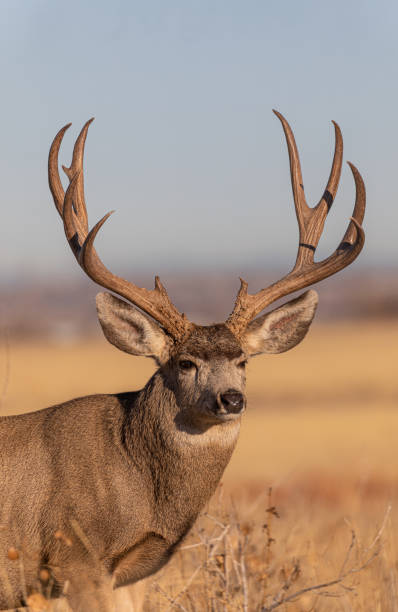 istock Mule Deer Buck in Autumn 1216786489