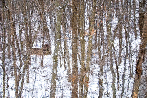 Impressionistic Style Artwork of a Snow Covered Shelter Deep in the Winter Forest