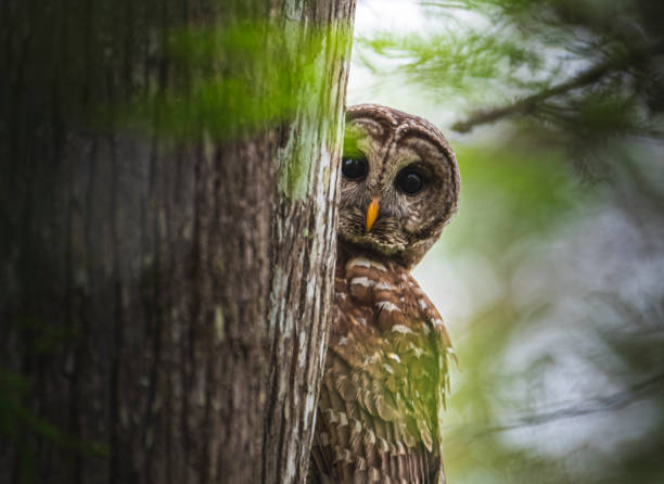 Photo of Peekaboo Owl Sees You