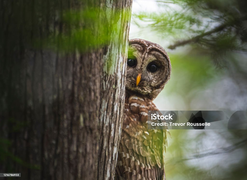 Peekaboo Owl Sees You Barred owl peeking around a tree trunk in Maurepas Swamp, Louisiana. Barred Owl Stock Photo