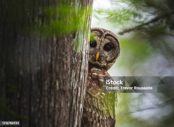 Peekaboo Owl Sees You Stock Photo - Download Image Now - Barred Owl, Swamp, Louisiana