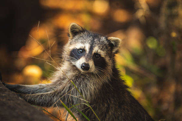 raccoon posando - mapache fotografías e imágenes de stock