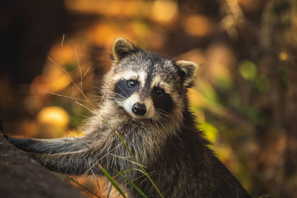 너구리 포즈 - raccoon 뉴스 사진 이미지