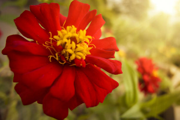 Beautiful red zinnia flowers that bloom in the evening light