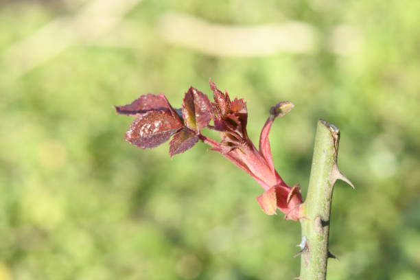 New rose bush leaves growing in spring. Fragile young sprouts of the rose bush. High resolution photo.
