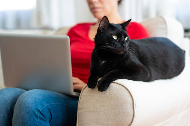 istock Woman working at home and sitting with her cat 1216790029