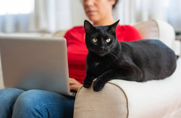 istock Woman working at home and sitting with her cat 1216790031