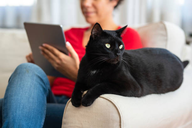 Woman working at home and sitting with her cat