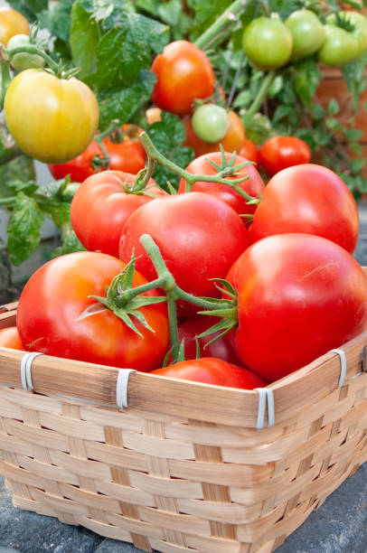 istock Vine ripened red tomatoes grown in back yard garden for food security 1216790085