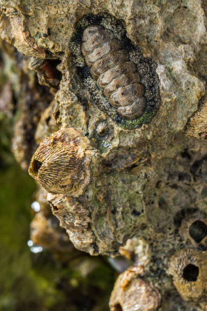 istock Acanthopleura granulate on coastal stones in the Red Sea 1216791278