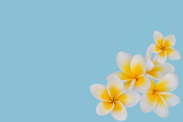 istock White plumeria flowers on a blue background. Top view, background, texture 1216791439