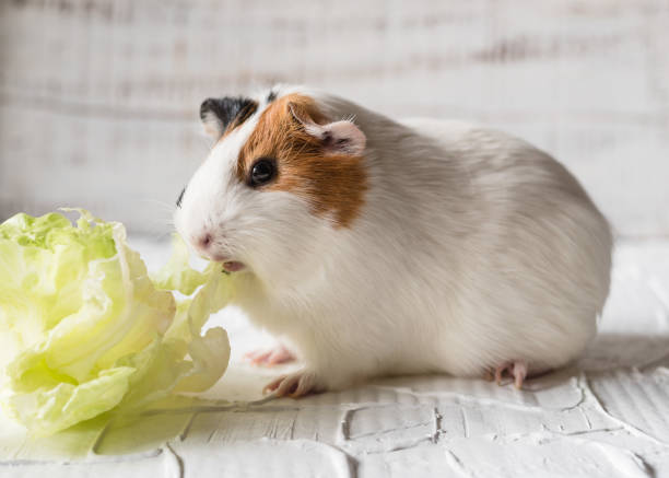Guinea pig eating iceberg salad