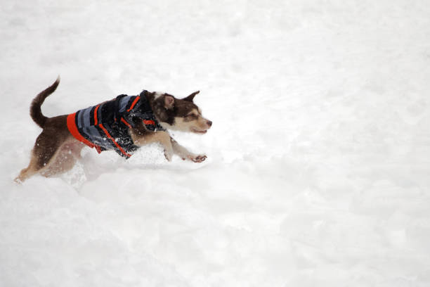 istock dog running in the snow 1216791577