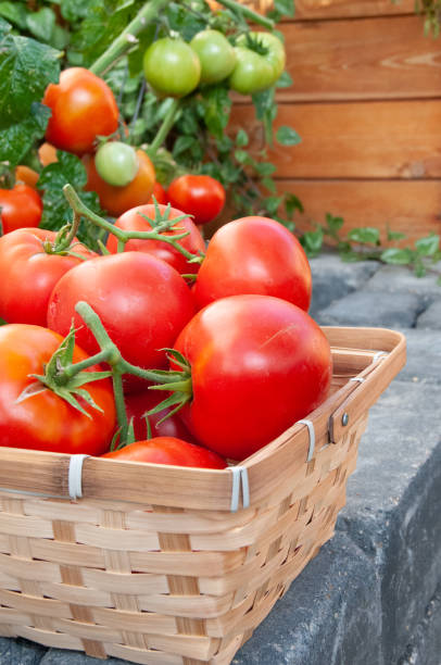 istock Vine ripened red tomatoes grown in back yard garden for food security 1216793069