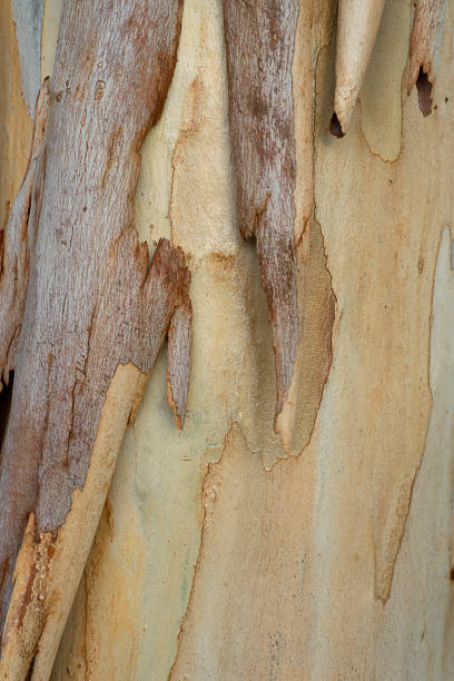 istock Close up bark of Eucalyptus tree 1216793125