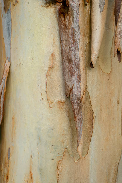 istock Close up bark of Eucalyptus tree 1216793126