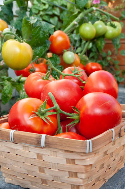 istock Vine ripened red tomatoes grown in back yard garden for food security 1216793281