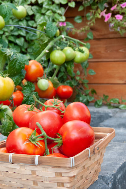 istock Vine ripened red tomatoes grown in back yard garden for food security 1216793670