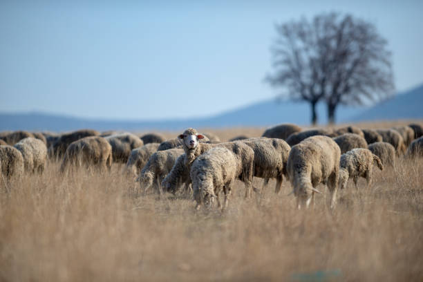 istock Flock of sheep on the meadow 1216793682