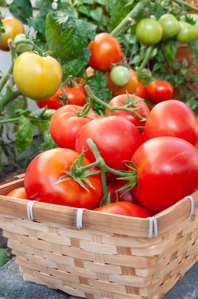 istock Vine ripened red tomatoes grown in back yard garden for food security 1216794038