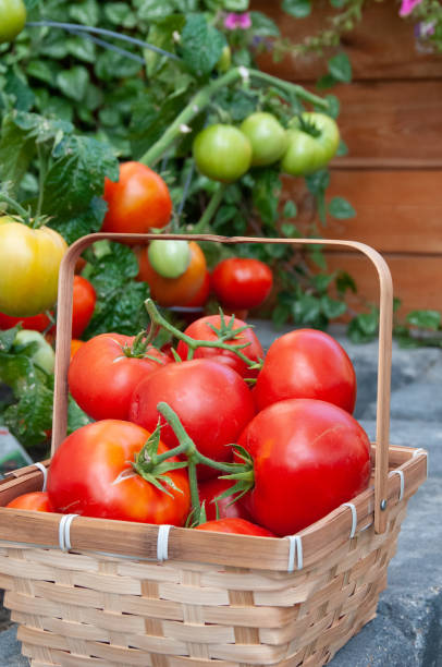 istock Vine ripened red tomatoes grown in back yard garden for food security 1216794093