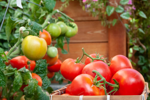 istock Vine ripened red tomatoes grown in back yard garden for food security 1216794231
