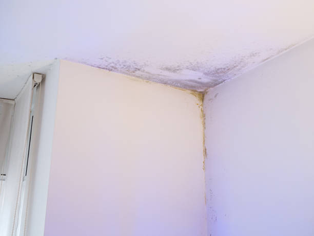 istock moisture stains and fungus in the ceiling corner 1216794806