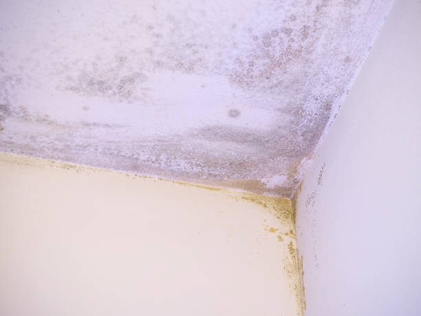istock moisture stains and fungus in the ceiling corner 1216794807