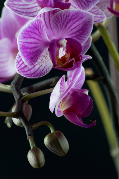 istock Phalaenopsis helen gold mini orchid 1216794840