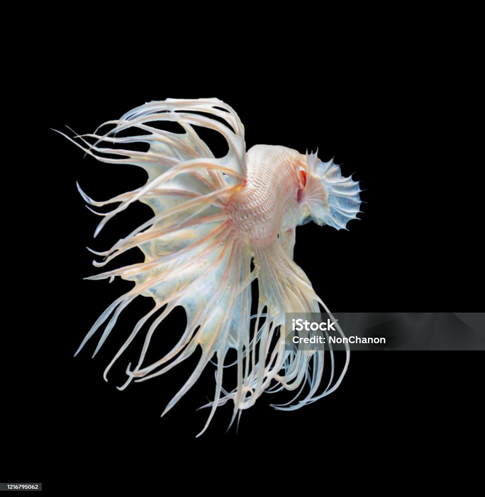 Cá Betta Đuôi Cá Đuôi Trắng Xinh Đẹp Được Cô Lập Trên Nền Đen Hình ...