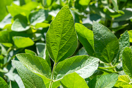 Soybean in green field