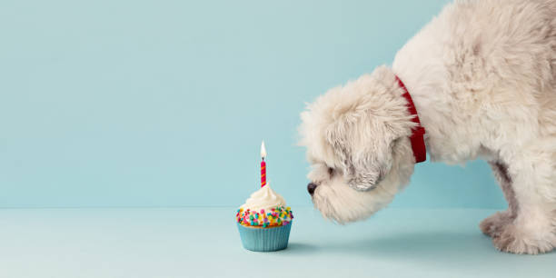 perro con cupcake de cumpleaños - lhasa fotografías e imágenes de stock