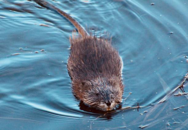 Curious Muskrat A Muskrat swimming in a lake near Grand Rapids, Michigan ondatra zibethicus stock pictures, royalty-free photos & images