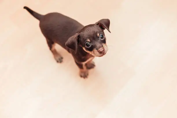 Little puppy dog with big eyes looking at camera, top view, copyspace