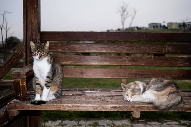 istock Stray Cats in a Park Under The Flash Light 1216798387