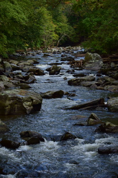 Flowing water in Rock Creek Park.