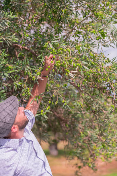 istock Man in a beret smiling as he picks green olives from a tree in a sunny day 1216800143