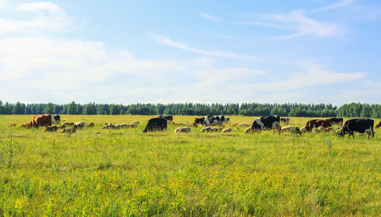 mixed herd of cows and sheep in the field.