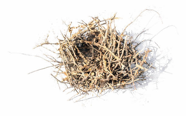 istock watercolor illustration of empty bird's nest 1216801764