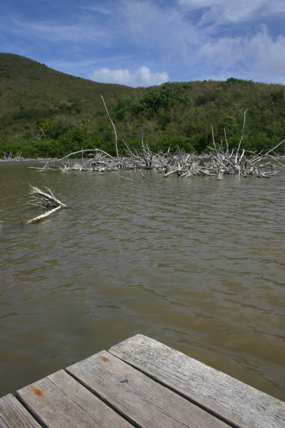istock Dock View of Pond Driftwood 1216801923