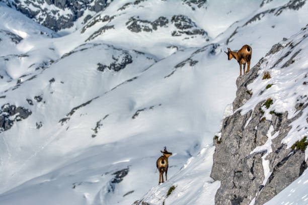 istock Chamois in the snow 1216802008