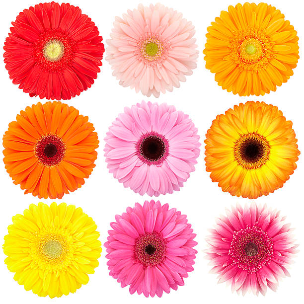 gerbera aislado colección - in a row multi colored bright yellow fotografías e imágenes de stock