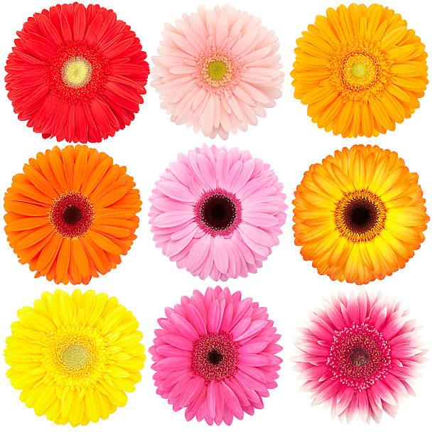 gerbera isolé collection - in a row multi colored bright yellow photos et images de collection