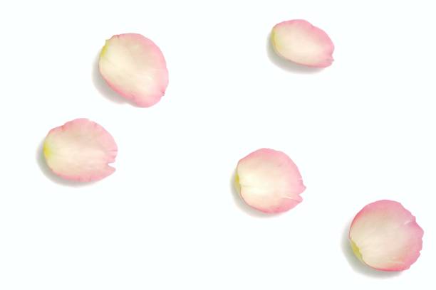 istock Blurred many sweet pink rose corollas on white isolated background 1216804101