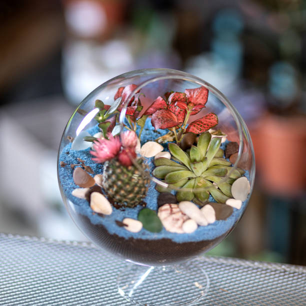istock Rounded terrarium in the glass 1216804484